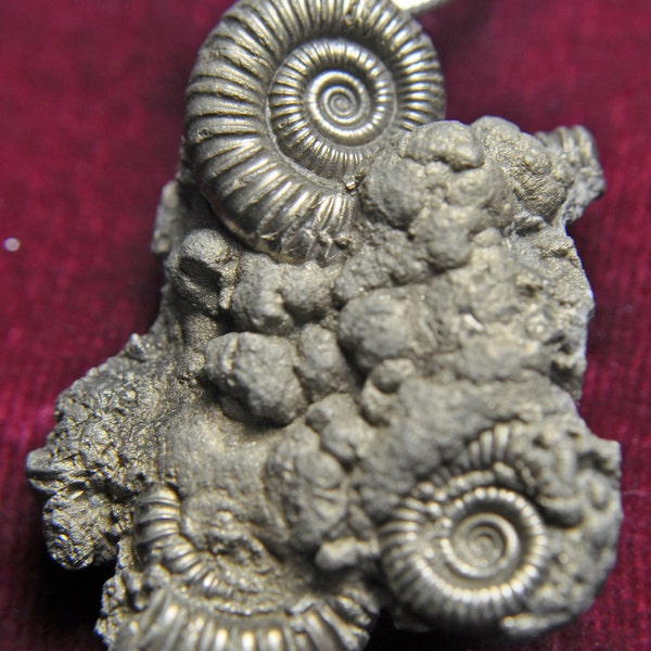 SALE,Pendant, Rare Fossil Ammonites, Pyrite, Quad Assemblage Thuya Treen Box,  P 3381