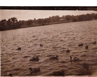 Antique Photograph - Ducks on the Water