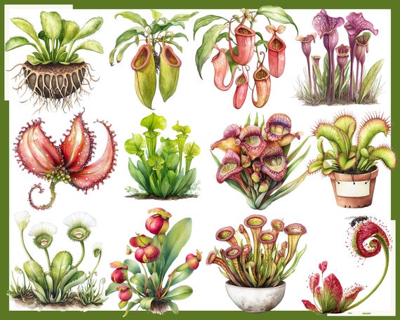 Watercolor Carnivorous Plant Clipart: Venus Flytrap, Pitcher Plant (PNG  Digital Download) - Etsy