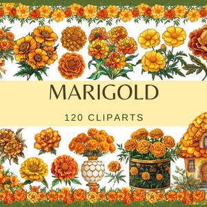 CALÊNDULA - 120 clip arts (300 dpi, uso comercial, pacote, digital, flores de fadas de fantasia, floral, flor de laranjeira, diário de lixo, casa de fadas)
