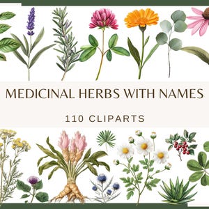 ERVAS MEDICINAIS com nomes - 110 clip arts (300 dpi, Aquarela Plantas medicinais Samambaias sublimação Plantas gráficos Gráficos de plantas herbais)