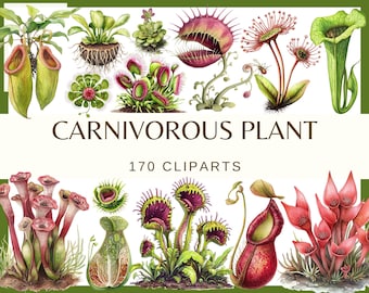 Watercolor Carnivorous Plant Clipart: Venus Flytrap, Pitcher Plant (PNG Digital Download)
