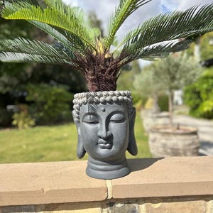 May include: A grey Buddha head planter, holding a small palm tree. The planter is made of a stone-like material and has detailed facial features. The palm tree has green fronds and a brown trunk. The planter is on a brick wall.