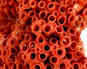 188 Crt Natural Coral Specimen: Ocean Fossil Display, Coastal Home
