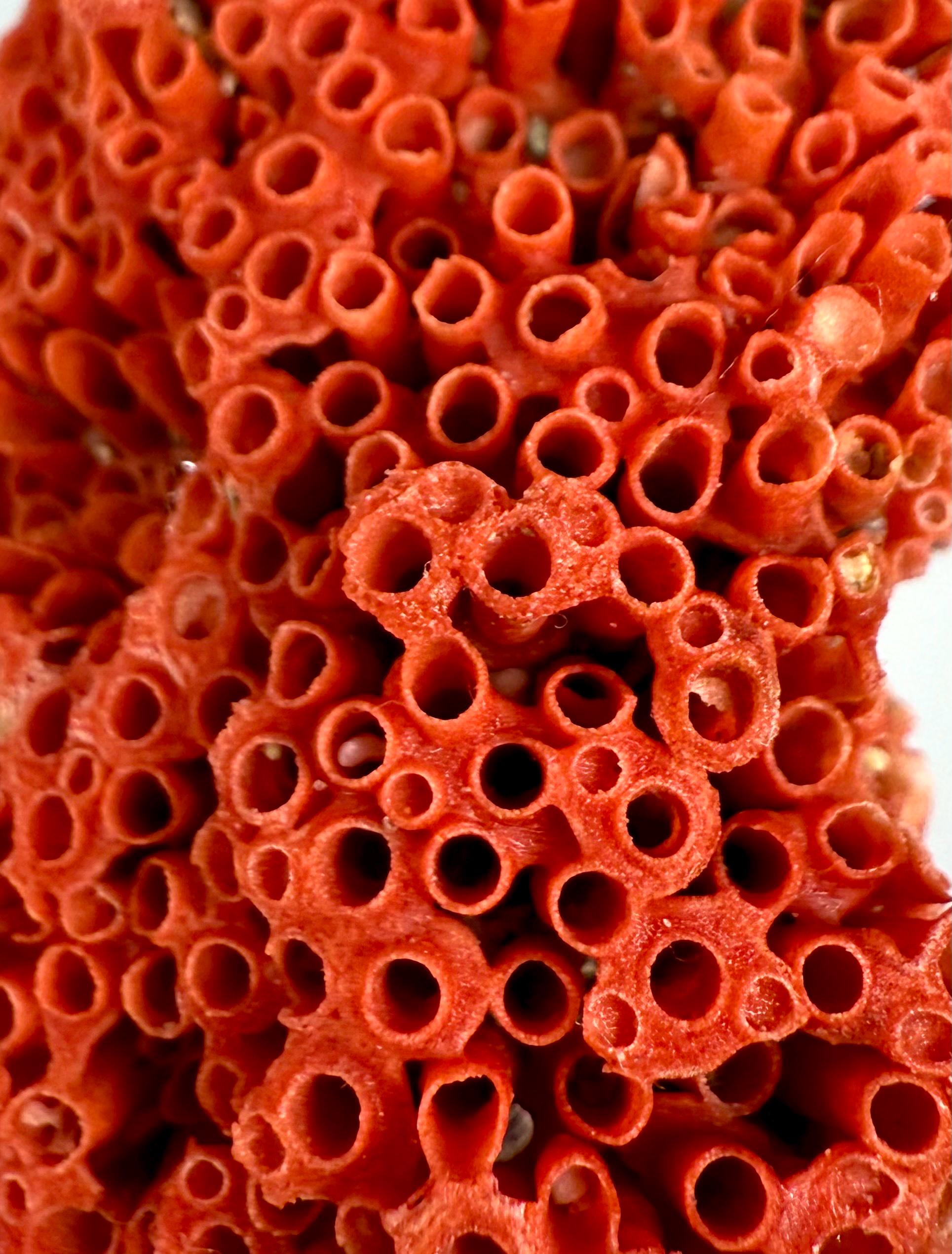 188 Crt Natural Coral Specimen: Ocean Fossil Display, Coastal Home
