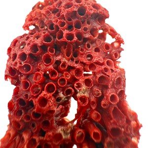 188 Crt Natural Coral Specimen: Ocean Fossil Display, Coastal Home