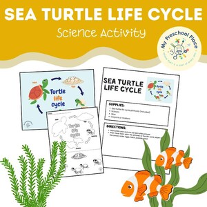 May include: Educational science activity featuring a sea turtle life cycle diagram. Includes printable worksheets with illustrations of the turtle life cycle stages, along with instructions and supply lists. The title reads "Sea Turtle Life Cycle".
