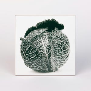 May include: A close-up of a whole savoy cabbage with a green and white color pattern. The cabbage is on a white background.