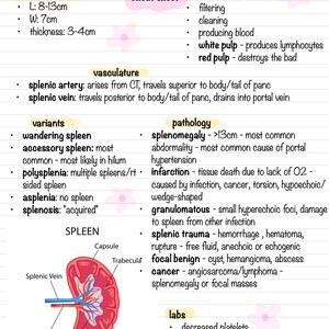 Apuntes escolares sobre ecografía abdominal