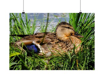 May include: A mallard duck with brown, tan, and black mottled feathers rests in tall green grass. The duck features a distinct iridescent blue patch on its wing and a dark brown bill, positioned near the edge of a body of water.