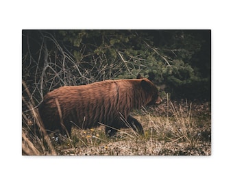May include: A brown bear walking through a forest landscape with dry grass and dark green pine trees in the background. The bear is captured in profile, showing its thick fur and dark features against the natural woodland environment.