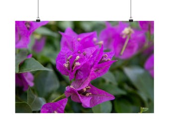 May include: A cluster of vibrant magenta bougainvillea bracts with small white flowers at the centre, surrounded by deep green leaves. The thin, papery petals are arranged in a layered formation, showcasing the natural texture of the plant.