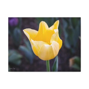 Yellow Tulip Canvas Print - Cheerful Spring Flower Wall Art, Sunny Nature Photography, Bright Botanical Decor for Home or Office