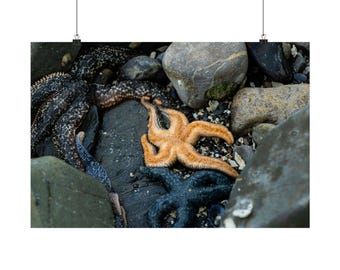 May include: A collection of starfish resting among smooth rocks. One starfish is bright orange with a textured surface, while two others are dark, mottled black and grey. The scene captures these marine creatures nestled in a rocky environment.