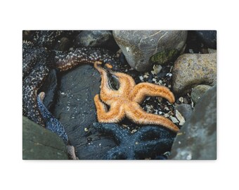 May include: A vibrant orange starfish rests on a dark, wet rock surrounded by several dark-coloured, textured starfish and smooth grey stones. The scene captures a cluster of marine echinoderms in a tide pool environment with varied textures.
