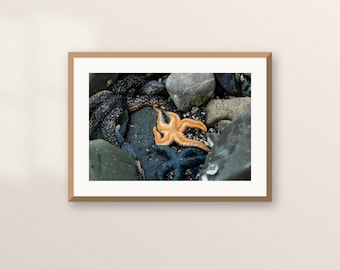 Sea Stars in a Tide Pool Printable | Alaska Coastal Digital Download