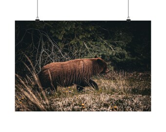 May include: A brown bear walking through a field of dry grass and small yellow flowers, with dark green pine trees and dense forest foliage visible in the background. The bear is captured in profile, moving from left to right across the frame.