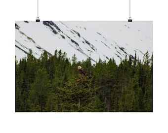 May include: A bald eagle with a white head and dark brown body perched atop a green coniferous tree. In the background, a dense forest of evergreen trees sits beneath a large, snow-covered mountain slope under a cloudy sky.