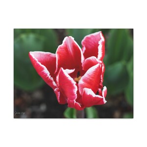 Red and White Tulip Canvas Print - Bold Spring Floral Wall Art, Striking Botanical Nature Photography, Unique Garden Home Decor