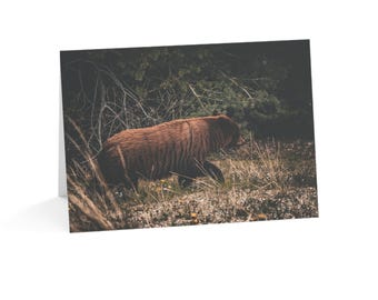 May include: A greetings card featuring a photograph of a brown bear walking through a field of dry grass and low-lying vegetation. The bear is captured in profile, moving towards the right, with dark, dense forest foliage visible in the background.