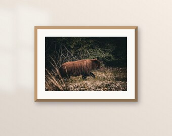 Cinnamon Bear Printable Wall Art | Alaska Wildlife Digital Download