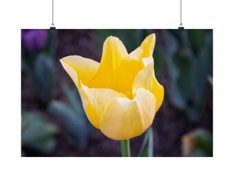 May include: A single yellow tulip flower in full bloom, featuring soft, curved petals that taper to points. The flower is positioned on a slender green stem, with the surrounding foliage appearing blurred in the background.