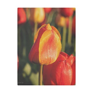 Red and Yellow Tulip Canvas Print - Vibrant Spring Floral Wall Art, Botanical Nature Photography, Bold Flower Decor, Tulip Festival Photo
