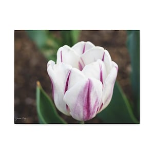 White and Purple Tulip Canvas Print - Elegant Spring Floral Wall Art, Bold Botanical Photography, Minimalist Nature Decor