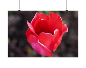 May include: A vibrant red tulip flower in full bloom, showcasing delicate, overlapping petals with a smooth texture. The flower is captured from a top-down perspective, highlighting its deep crimson colour and the soft, rounded edges of the petals.
