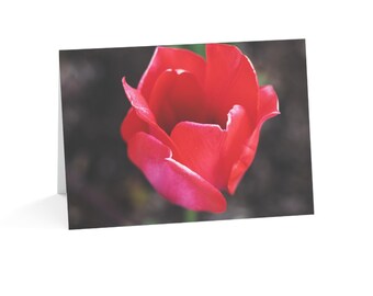 May include: A folded greeting card featuring a high-resolution photograph of a single, vibrant red tulip in full bloom. The petals are layered and curved, displaying various shades of red and pink, captured against a dark, blurred background.