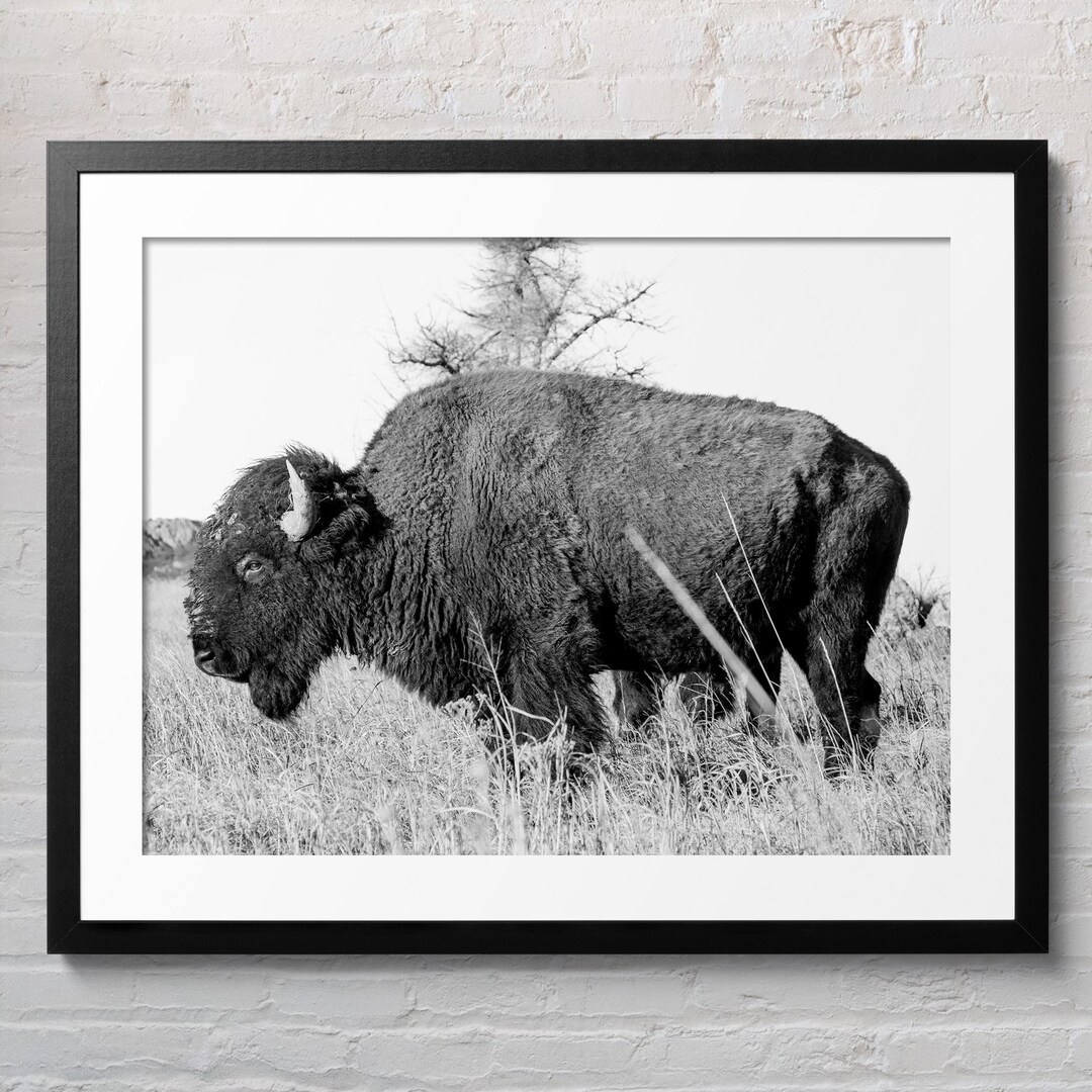 American Bison Photo Print, Rustic Western Wildlife Art (digital ...