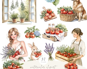 Watercolor Tomato Clipart Bundle, Cottagecore Garden Graphics PNG, Farm Kitchen Vegetable Elements, Commercial Use, Digital Download