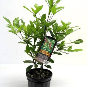 May include: A small Miracle Fruit tree in a black pot with a brown label that reads "Miracle Fruit - Synsepalum dulcificum". The label has a picture of the fruit and a QR code.