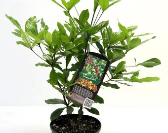 Miracle Fruit Plant (Synsepalum dulcificum)-  1 gallon pot, plant height 12-18" tall. Miracle berry makes sour foods taste sweet.