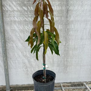 Glenn Mango-  GRAFTED/3 gallon