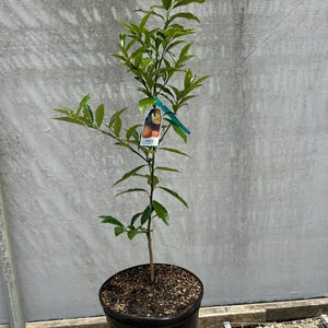 Nagami Kumquat (Citrus margarita)- GRAFTED/3 gallon plant