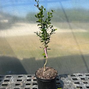 Finger Lime/KB-8 variety (Microcitrus australasica)- Grafted/3 gallon plant
