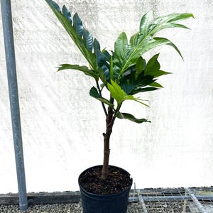 Ma&#39;afala Breadfruit (Artocarpus altilis)- 3 gallon