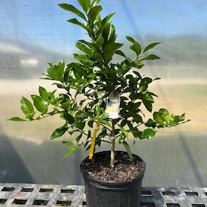 May include: A potted lime tree with green leaves in a black plastic pot. The tree is about 2 feet tall and is growing in a greenhouse.