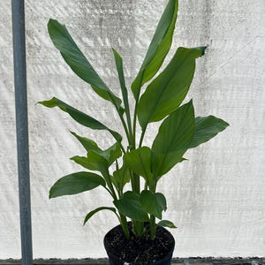 Turmeric (Curcuma longa)- 3 gallon