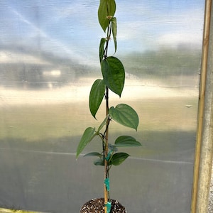 May include: A green pepper plant growing in a black pot. The plant is tied to a wooden stake and has several leaves.