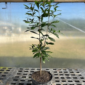 Miracle Fruit Plant (Synsepalum dulcificum)-  3 gallon