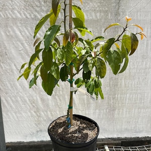 May include: A green avocado tree in a black pot with a brown stake. The tree has a tag that reads "Fuerte Avocado".