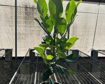 Honey Gold Jakfruit-  GRAFTED/3 gallon