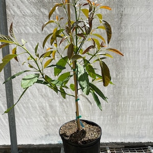 Hass Avocado (Persea americana)- 3 gallon/GRAFTED