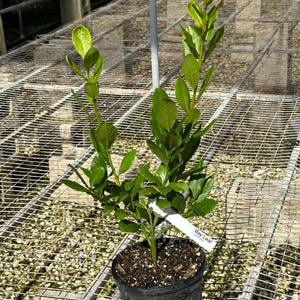 May include: A small bay leaf plant in a black plastic pot. The plant has vibrant green leaves and a white label that reads "Bay Leaf". The plant is on a metal grid surface.