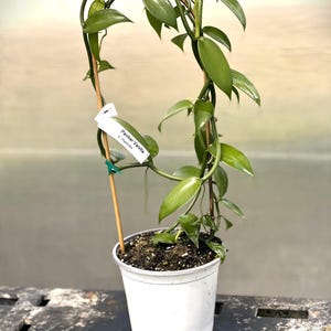 Vanilla orchid/Painter variety (Vanilla planifolia)- offered for sale as pictured in a 6" pot with soil on a bamboo hoop trellis.