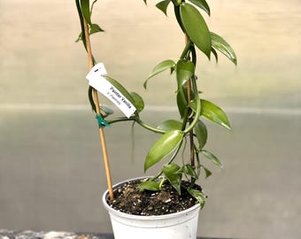 Vanilla orchid/Painter variety (Vanilla planifolia)- 6" pot with soil on a bamboo hoop trellis