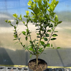 May include: A small, green citrus tree in a black pot. The tree has many branches and leaves. The tree is growing in a greenhouse.