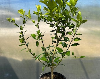 Key Lime (Citrus aurantifolia)- 3 gallon pot